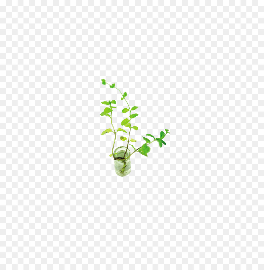 Mentha Spicata，Descargar PNG