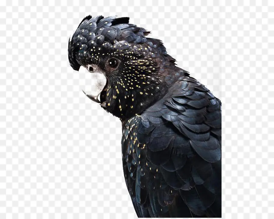 Cacatúa Negra，Pájaro PNG