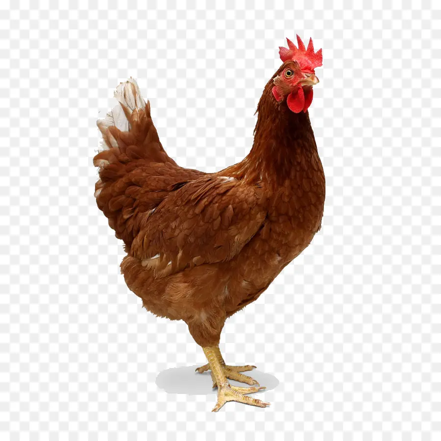 Pollo，De Pollos De Engorde PNG