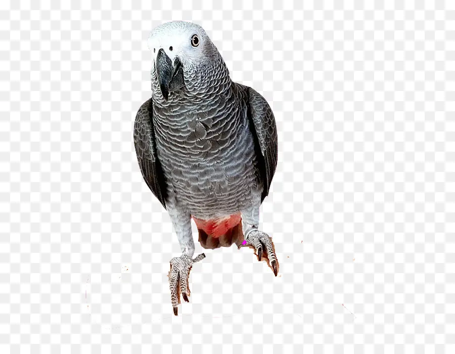 Pájaro，Los Loros PNG