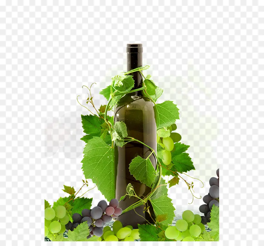 Vino Tinto，Vino PNG