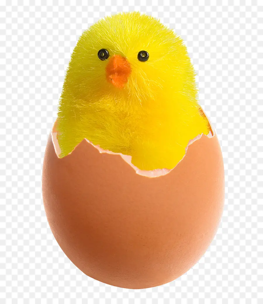 Pollo，Los Huevos PNG