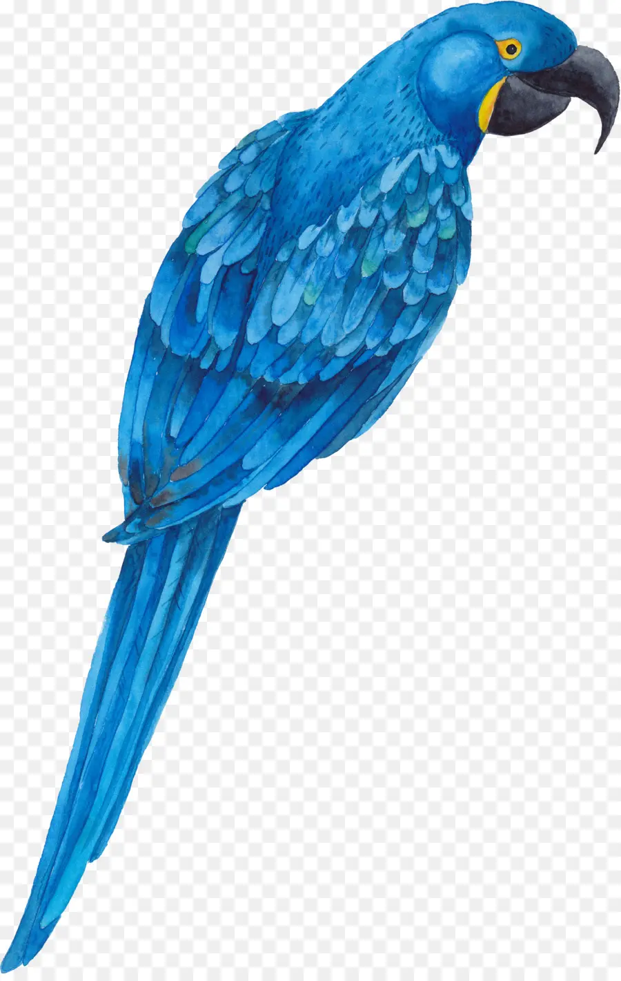 Loro Azul，Plumas PNG