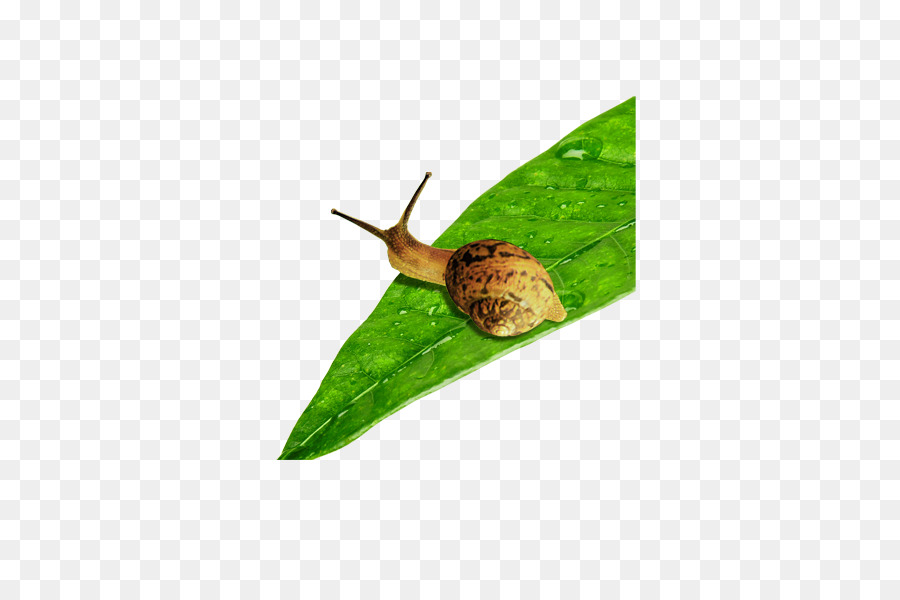 Caracol，Escargot PNG