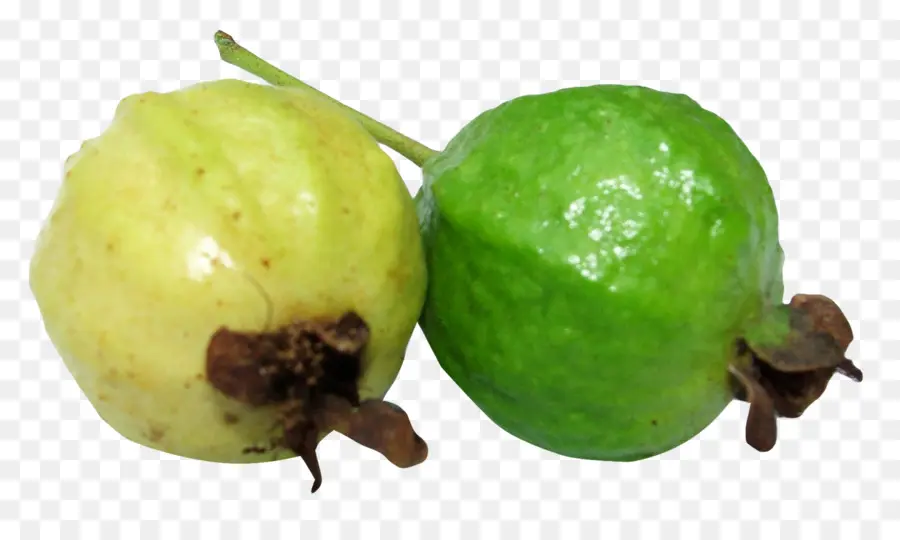 Común De La Guayaba，La Guayaba PNG