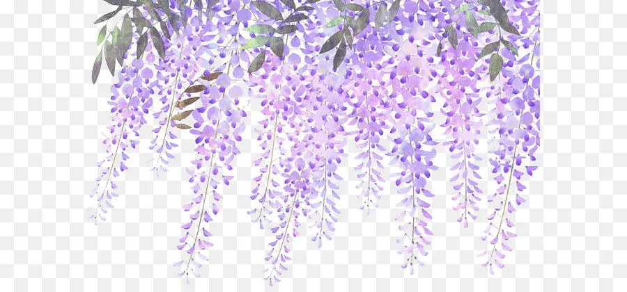 Lavanda，Flor PNG