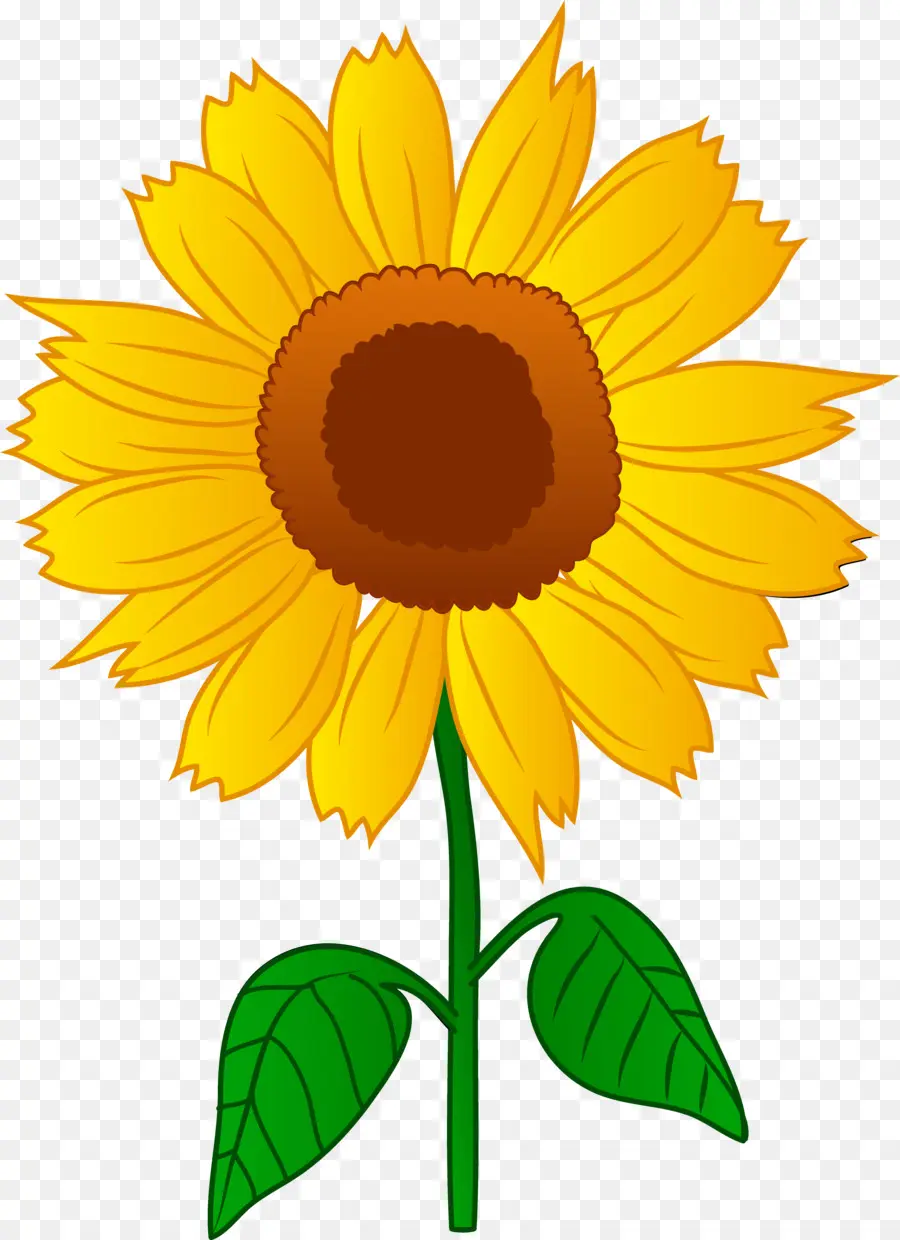 Girasol Común，Dibujo PNG