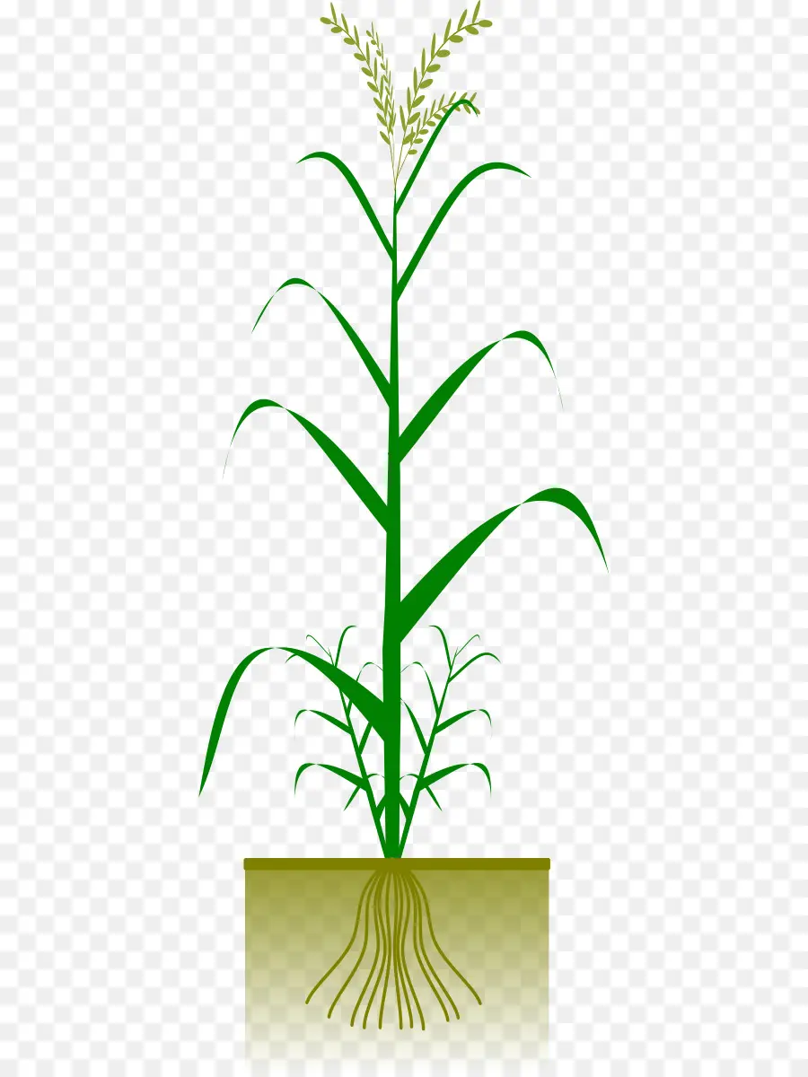 Planta De Maiz，Acechar PNG