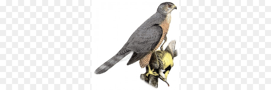 Coopers Hawk，Sharpshinned Hawk PNG