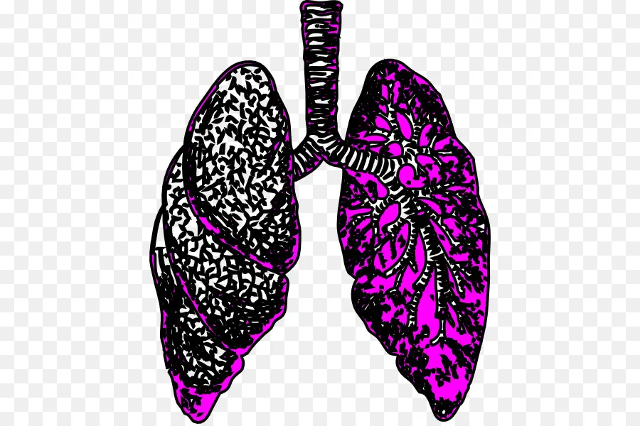 Pulmones，Respiratorio PNG