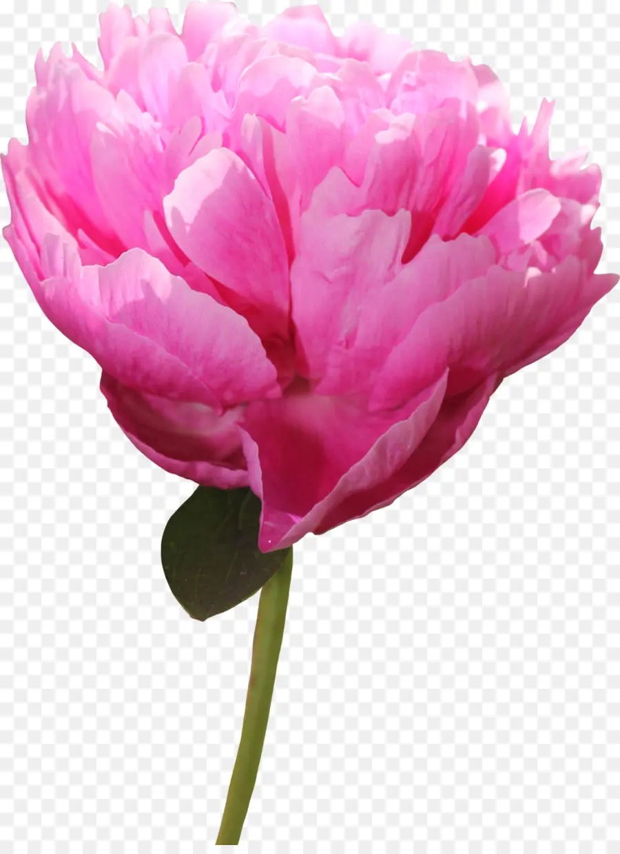 Flor Rosa，Florecer PNG