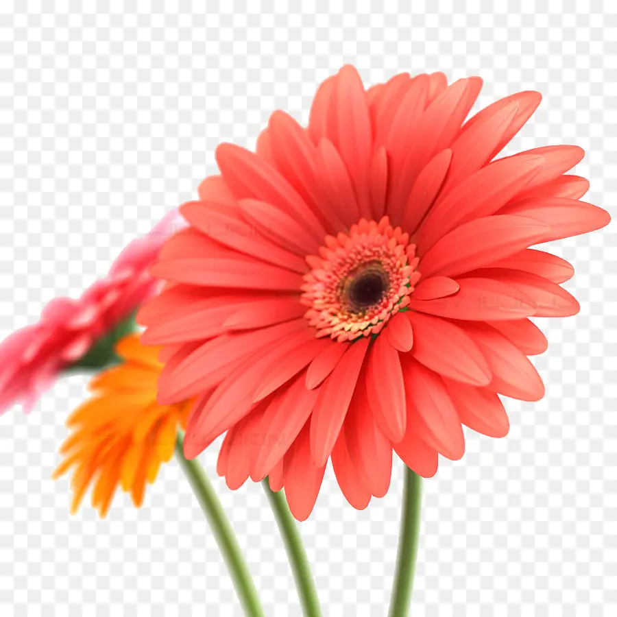 Gerbera Jamesonii，Flor PNG