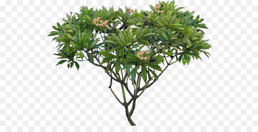 Frangipani，Planta PNG