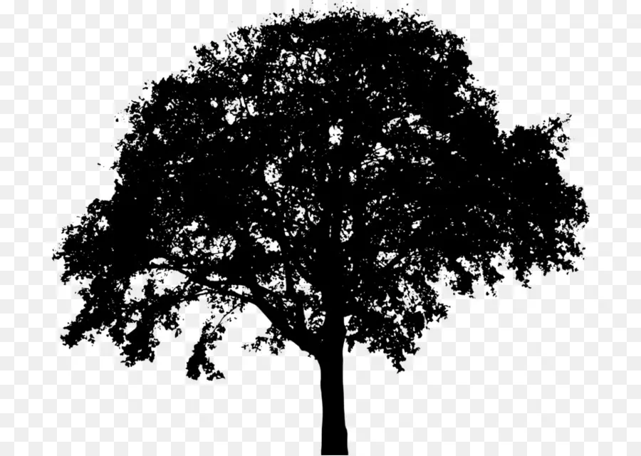 Árbol，Silueta PNG