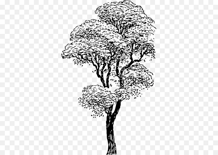 Árbol，Hojas PNG