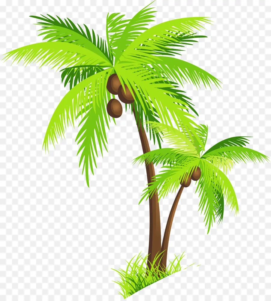 Coco，Arecaceae PNG