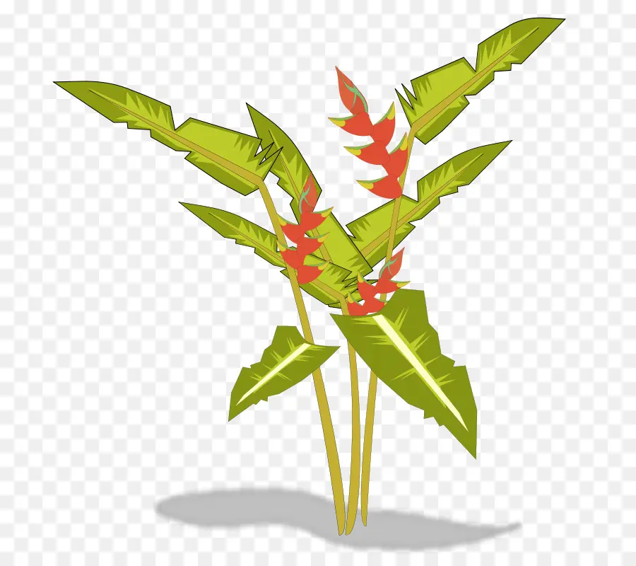 Planta，Hojas PNG