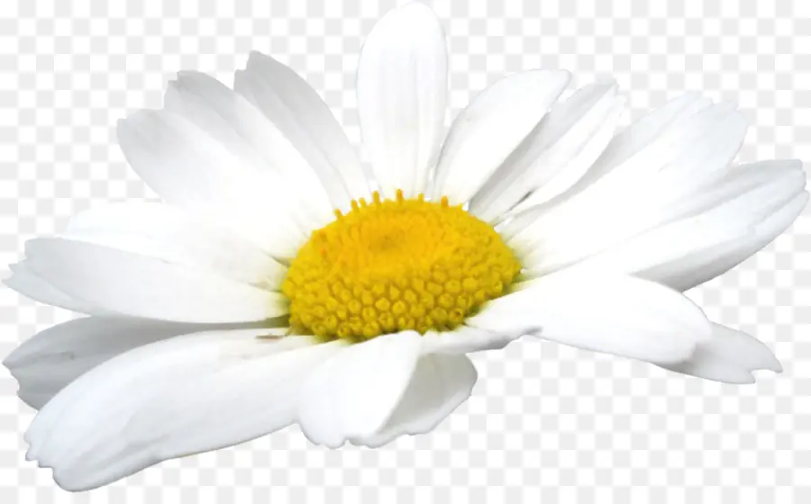 Flor Blanca，Margarita PNG