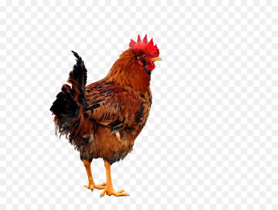 Pollo，Pájaro PNG