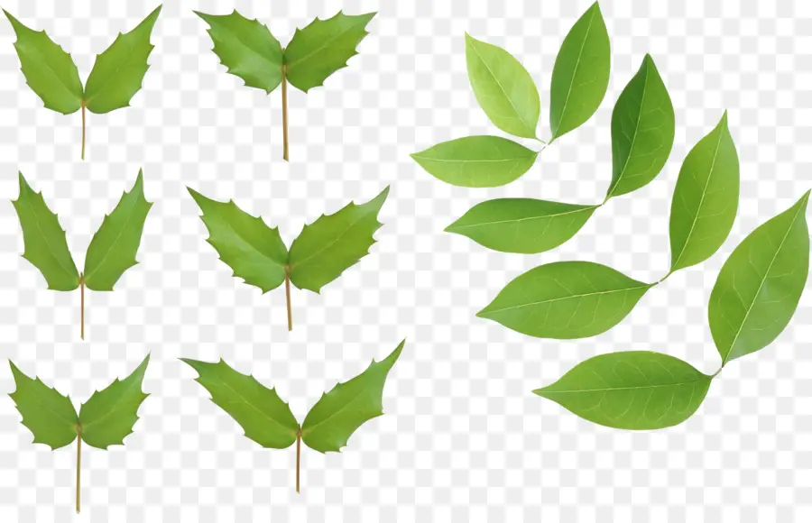 Hoja，Ligustrum Lucidum PNG