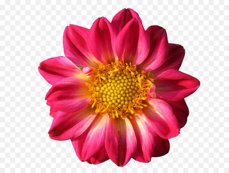 Dalia，Flor PNG