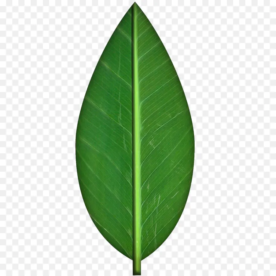 Hoja，Color De La Hoja De Otoño PNG