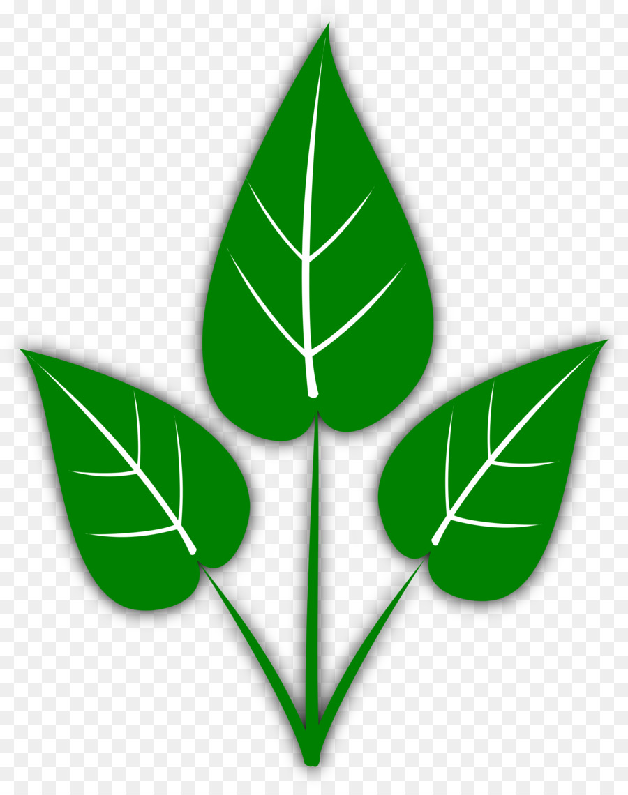 Hoja，Planta PNG