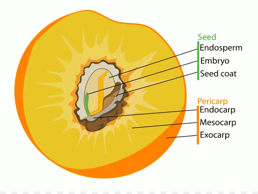 Diagrama De Semillas，Semilla PNG