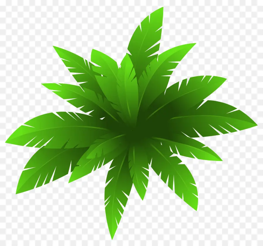 Planta，Flor PNG