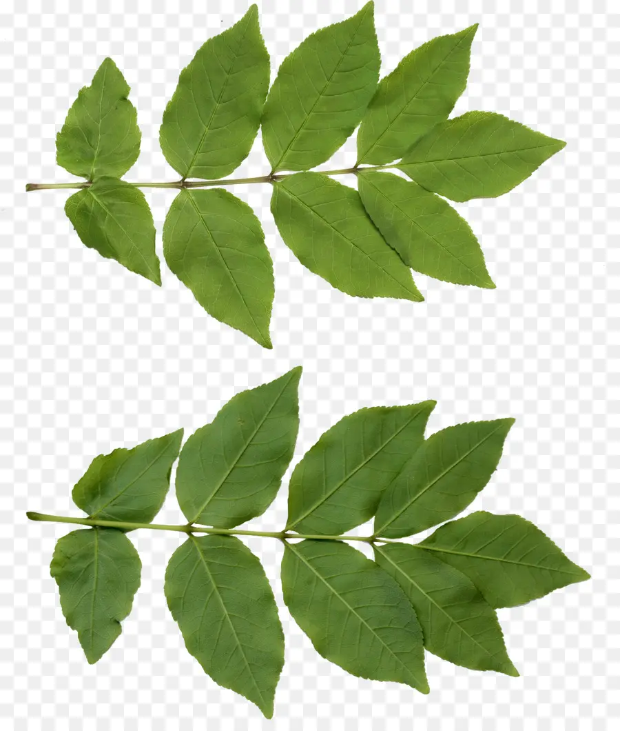 Hoja，árbol De Neem PNG