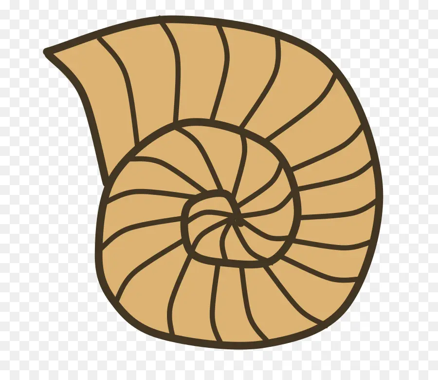 Concha，Caracol PNG