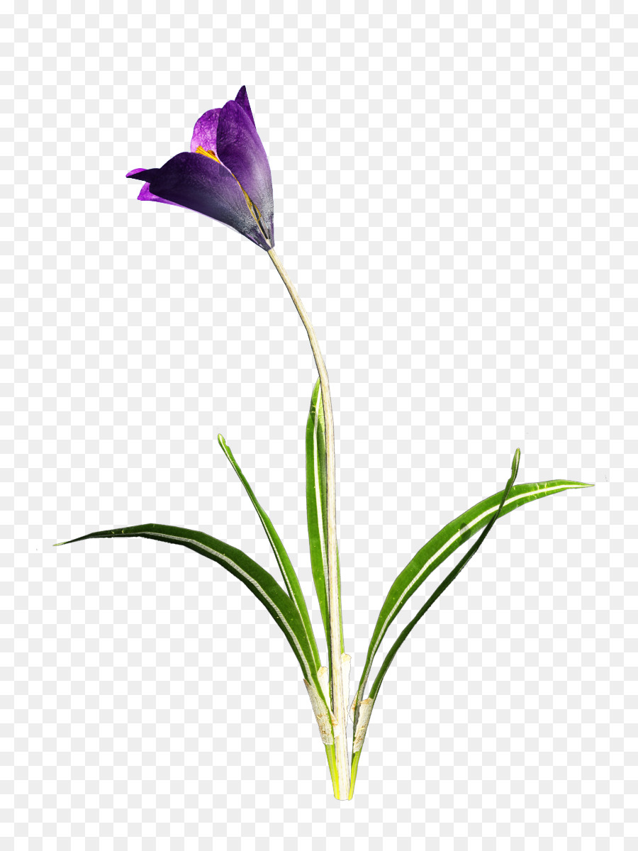 Crocus，Descargar PNG