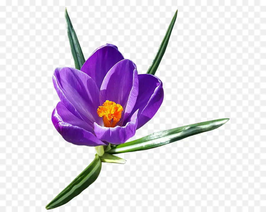 El Crocus De Otoño，Pixel PNG