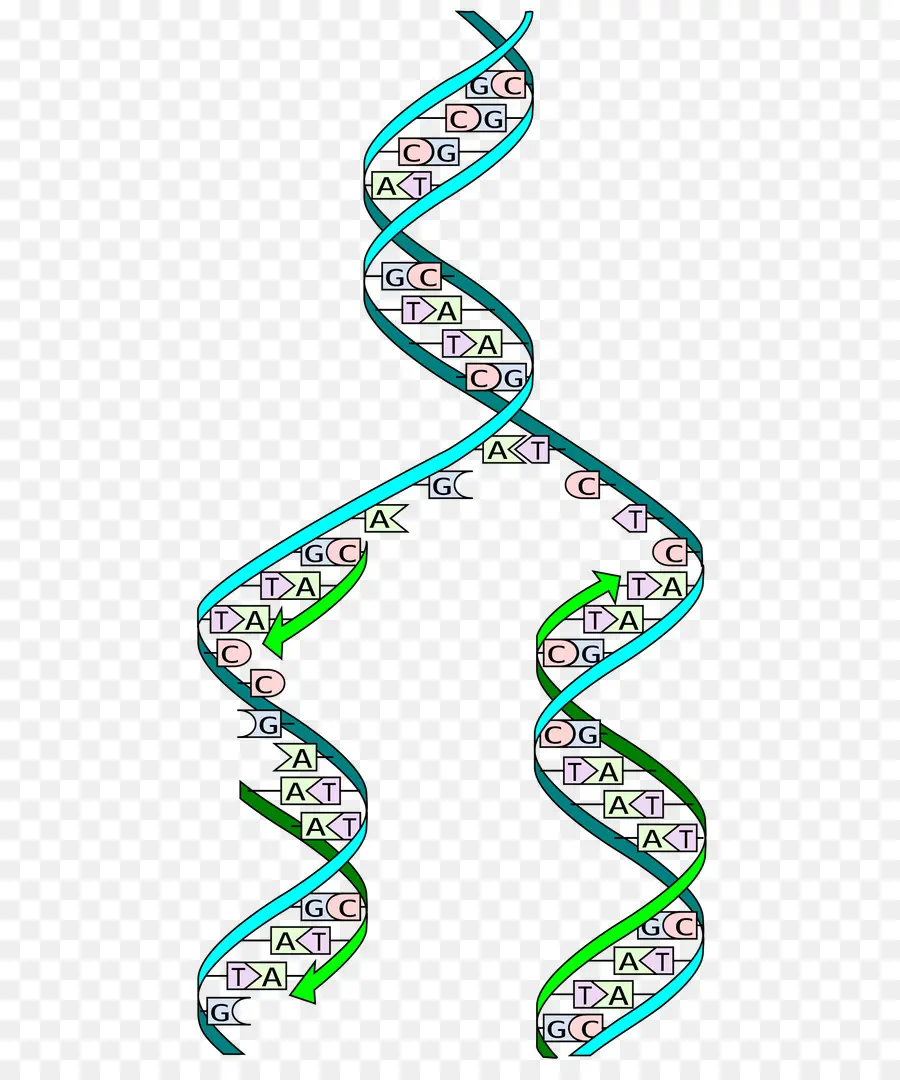 La Replicación Del Adn，Adn PNG