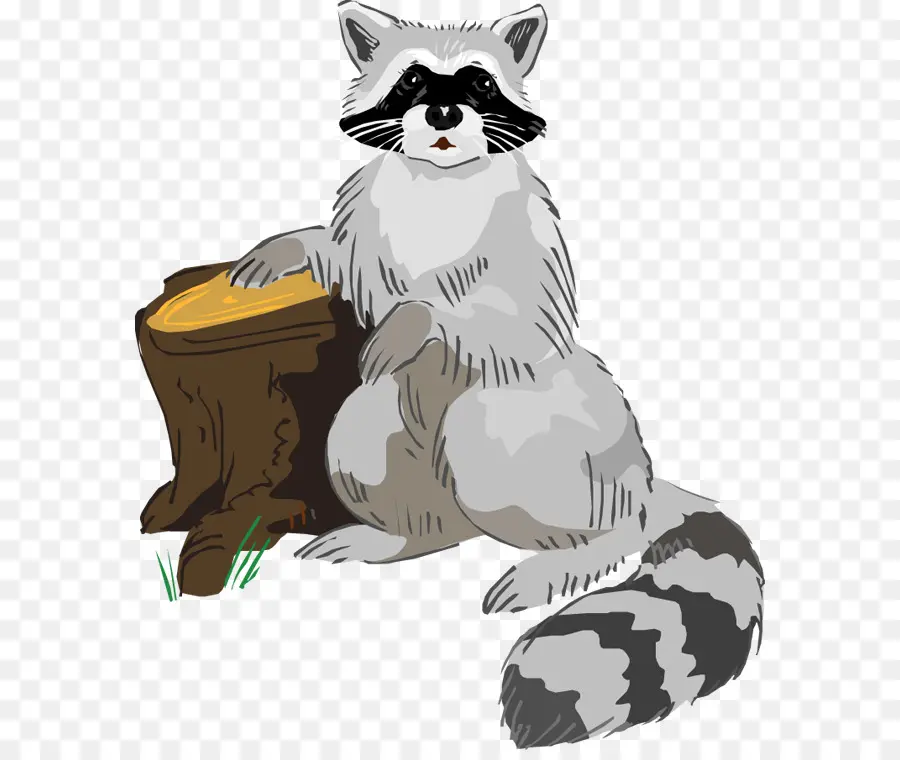 Mapache，Tocón De árbol PNG