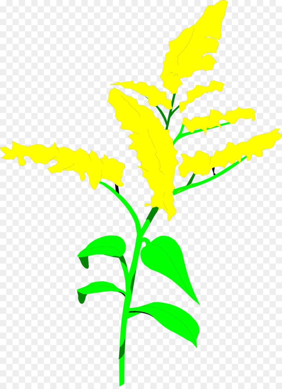 Planta Amarilla，Hojas Verdes PNG