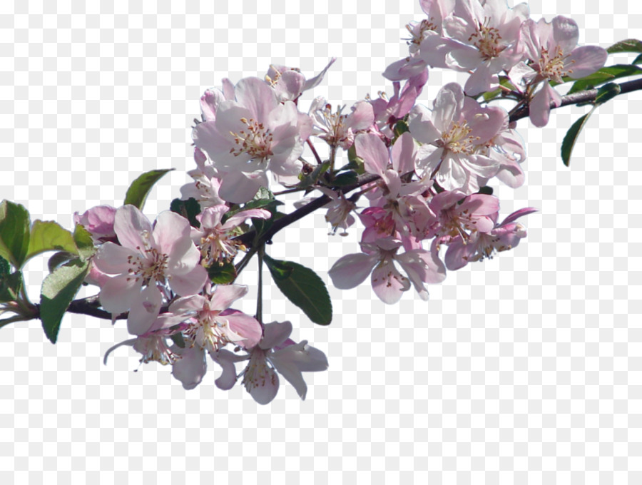 De Los Cerezos En Flor，Flor PNG