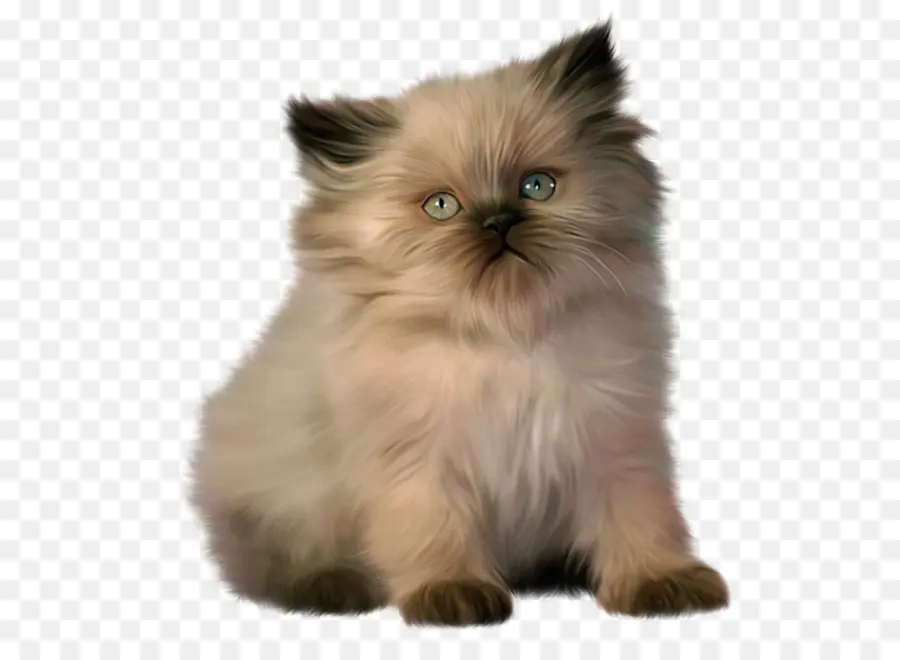 Gato Persa，Ragdoll PNG