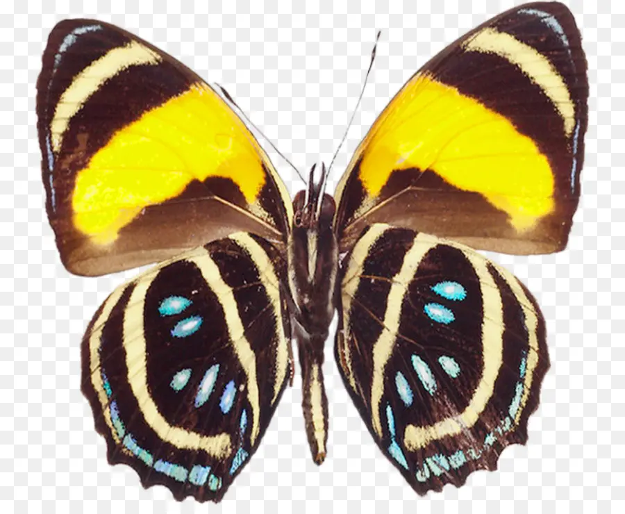 Mariposa，Greta Oto PNG