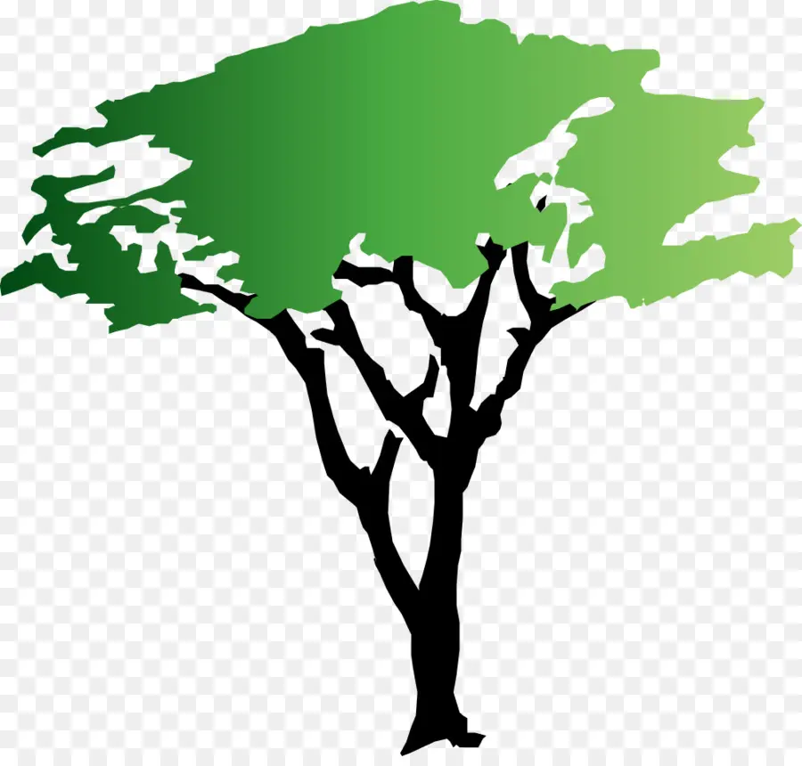 árbol，Acacia PNG
