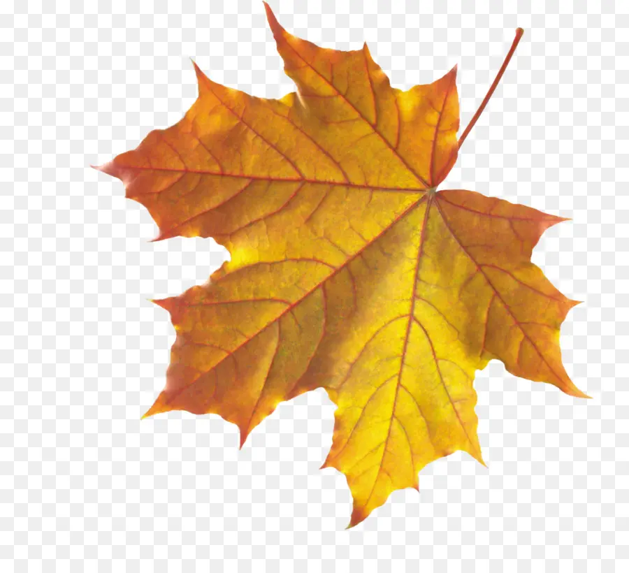 Hojas De Otoño，Caer PNG