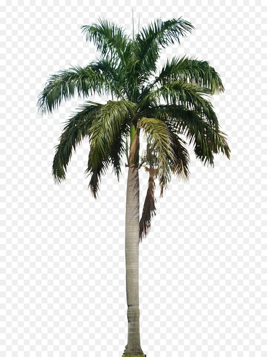 Arecaceae，Roystonea Regia PNG