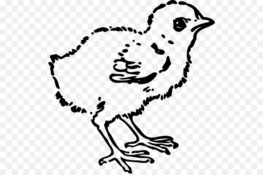 Pollo，En Blanco Y Negro PNG