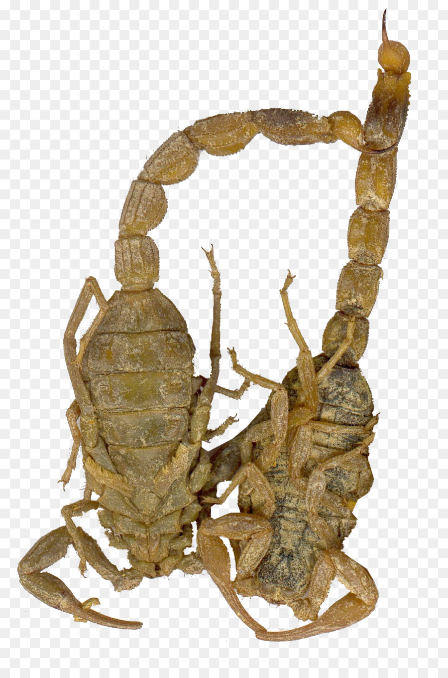 Escorpión，La Herbolaria China PNG