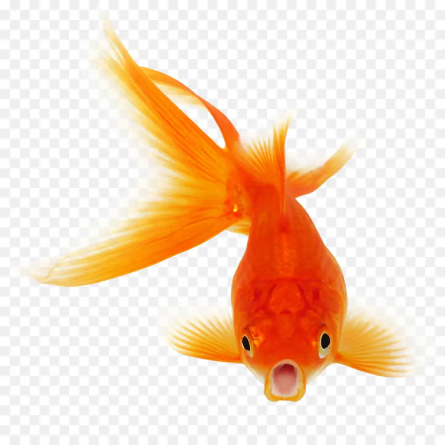 Pez De Colores，Koi PNG