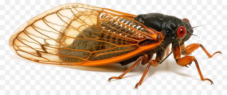 Cigarra，Bicho PNG