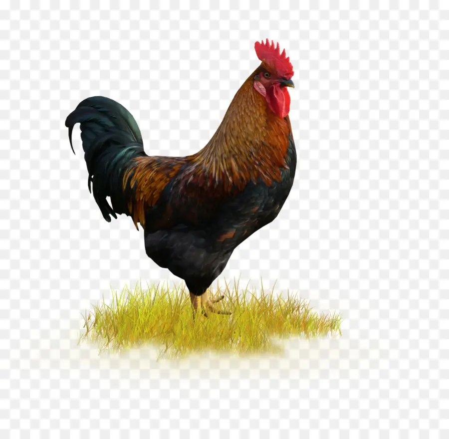 Gallo，Pollo PNG