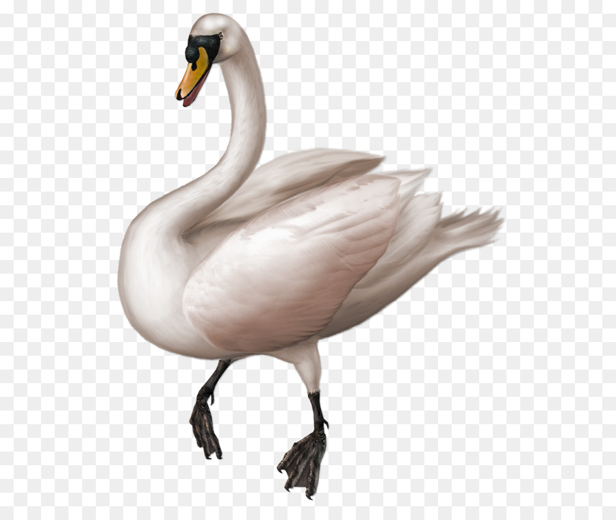 Cisne，Pájaro PNG