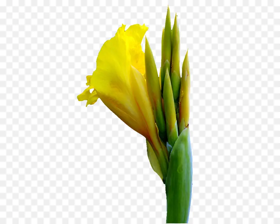 Canna，Flor PNG