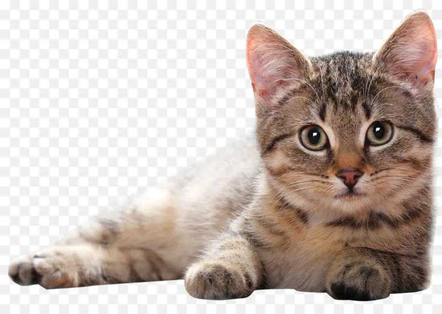 Gato，Gatito PNG